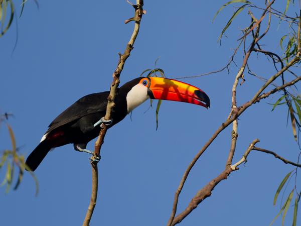 Reuzentoekan (Ramphastos toco)